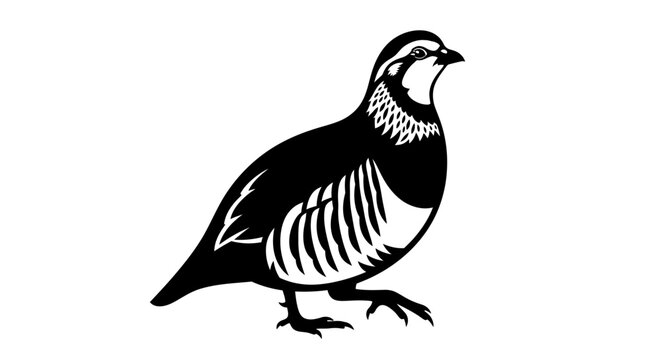 Black and white partridge bird silhouette