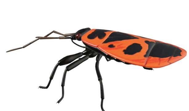 Red and Black Firebug Insect Vector Illustration Isolated on White