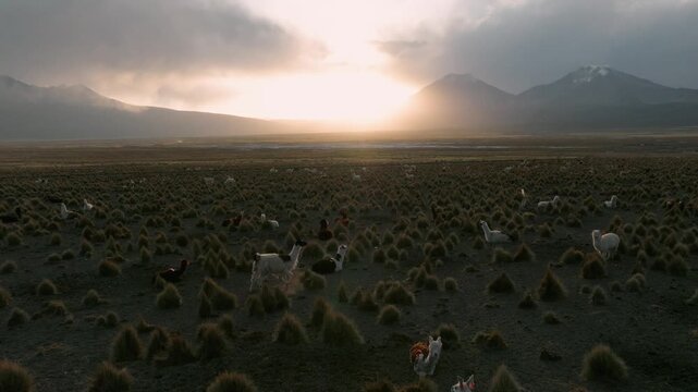 Aerial sunset over Sajama plains in Bolivia, warm golden light illuminating vast Altiplano landscape. Minimalist scenery with long shadows and dramatic sky.