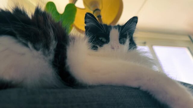 Gato blanco y negro descansando pl&aacute;cidamente en un sof&aacute; con luz c&aacute;lida &mdash; v&iacute;deo 4K Apple ProRes