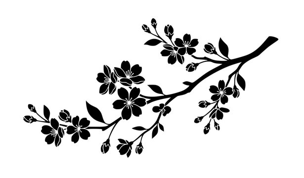 Minimal black cherry blossom branch vector silhouette with sakura flowers isolated on white background