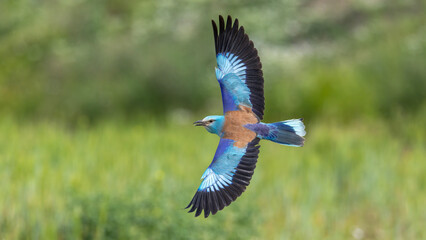 European Roller captured in flight. © Mehmet