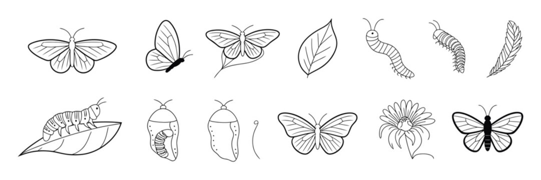 Butterfly life cycle vector icon set, educational illustration showing complete metamorphosis stages from egg, larva, pupa to butterfly.