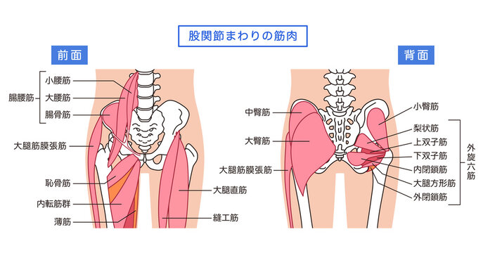 お尻、股関節まわりの筋肉