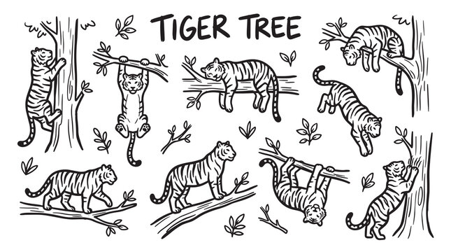 Tiger climbing tree, hanging from branch, resting on branch, tiger in tree.