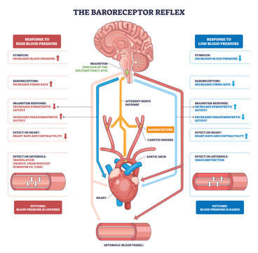 Baroreceptor reflex outline illustrates blood pressure control via brainstem signals to heart and arterioles, key objects, brainstem, carotid sinuses, heart. Outline diagram