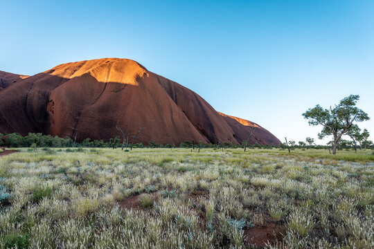 Sunrise Light on Uluru with Spinifex Grass in Northern Territory
