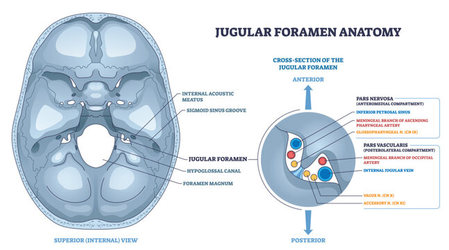Jugular foramen anatomy shows skull base passage, internal jugular vein, glossopharyngeal and vagus nerves clarify pars nervosa vs vascularis compartments. Outline diagram