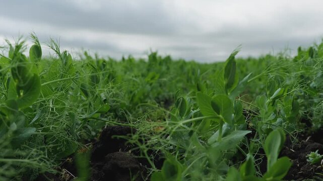 Medium shot of blooming pea plants in the field. White flowers and green foliage in rows. Agricultural crop production on dark soil under overcast sky.