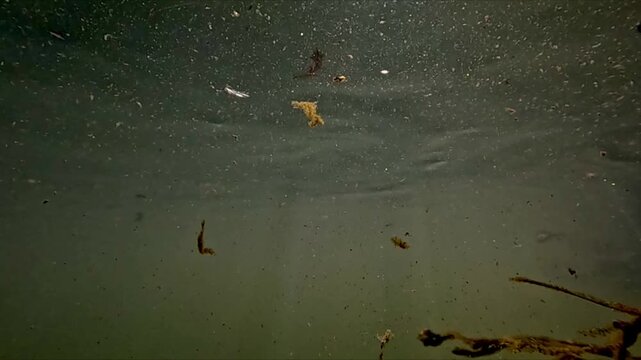 Split level shot of river bottom with decaying branches leaves and particles drifting in water under sunlight recorded in slow motion