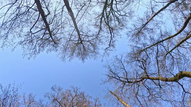 Low angle view of trees without leaves with early buds appearing under cloudless blue sky in spring season.