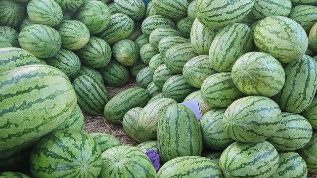 Closeup view of fresh watermelons stacked together showing green rind texture and ripeness