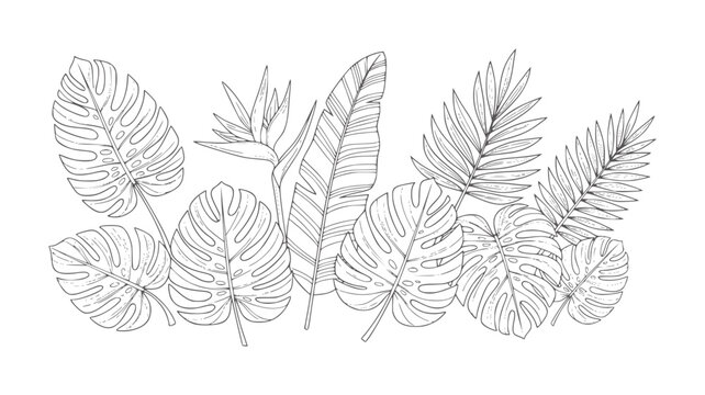 Hand drawn tropical leaves and bird of paradise flower outline monstera palm