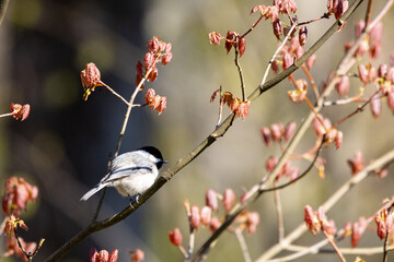 Black-Capped Chickadee Perched on Budding Tree Branch in Spring © Beau