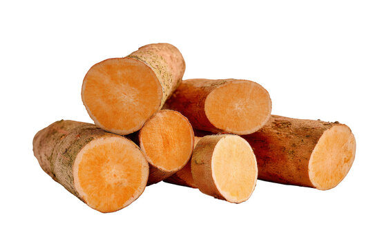Freshly harvested cassava manioc tapioca roots isolated on transparent background. Freshly cut cassava manioc tapioca roots stacked together isolated on white background.