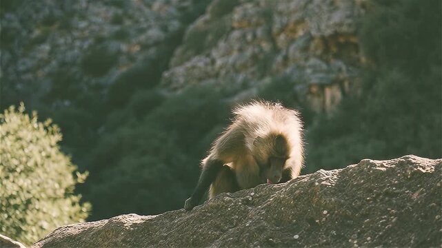 Gelada baboon (Theropithecus gelada) lick at the cliff wall adding vital minerals to their limited vegetarian diet, the Semien mountains in Ethiopia. 
