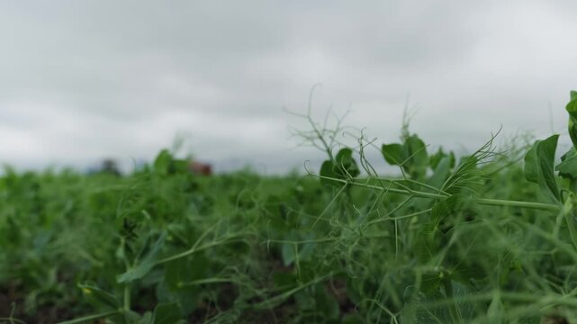 Medium shot of blooming pea plants in the field. White flowers and green foliage in rows. Agricultural crop production on dark soil under overcast sky.
