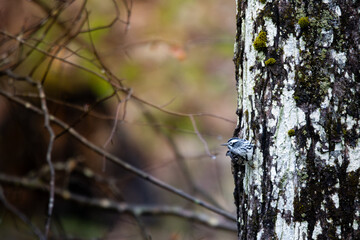 Obraz premium Black and White Warbler Foraging on Mossy Tree Trunk in Spring Forest