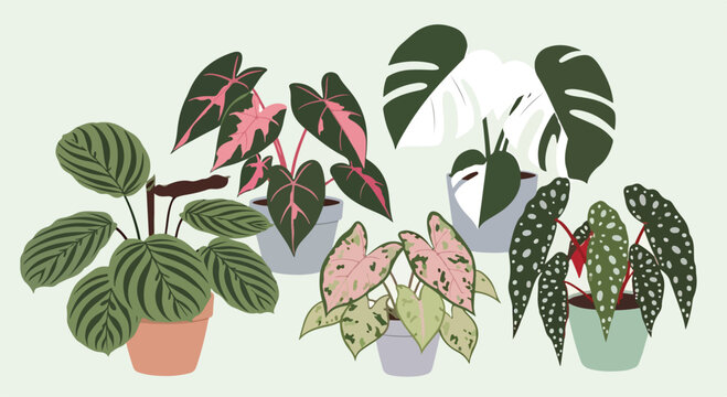 Various potted plants with colorful leaves