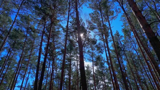 Camera moves through dense coniferous forest with sunlight casting long shadows and blue sky visible between tree crowns