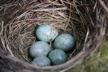 Vogeleier im Nest © Roland