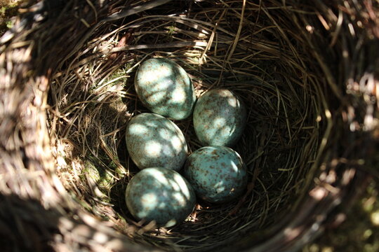 Amseleier im Nest