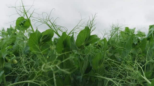 Medium shot of blooming pea plants in the field. White flowers and green foliage in rows. Agricultural crop production on dark soil under overcast sky.