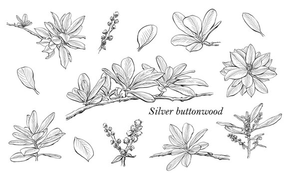 Hand drawn botanical vector illustration set silver buttonwood (Conocarpus erectus) leaves and branches. Detailed line art in black and white, featuring tropical plant elements.