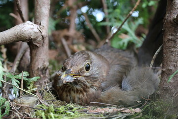 Amsel im Nest © Roland