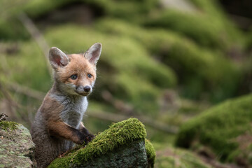 Fototapeta premium A cute young red fox cub standing on a mossy rock in the forest 
