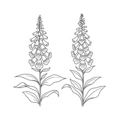 Black and white line of foxglove flowers with petals and leaves © Tofaas