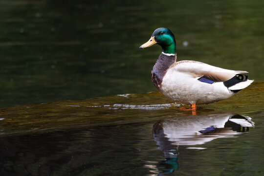 Male Mallard Duck Standing in Shallow Water
