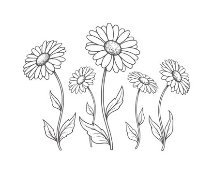 Black and white line of five daisies with stems and leaves flowers petals