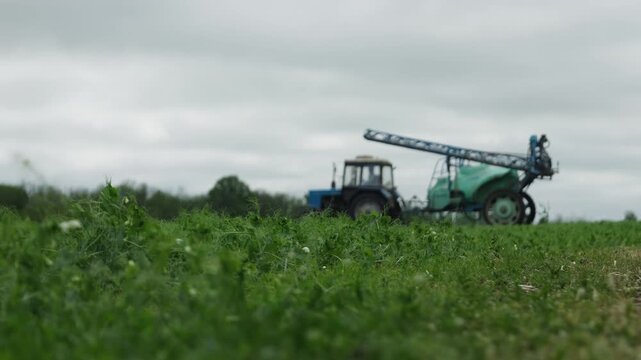 Medium shot of blooming pea plants in the field. White flowers and green foliage in rows. Agricultural crop production on dark soil under overcast sky.