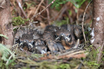 Amsel im Nest © Roland