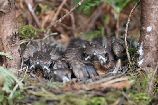 Amsel im Nest