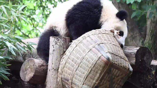 Little Panda, Jin Rui, bamboo basket, Chengdu Panda Base, China