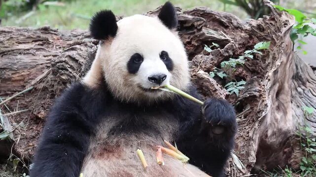 Female panda, Yuan Run , eating fresh bamboo , Chengdu , China