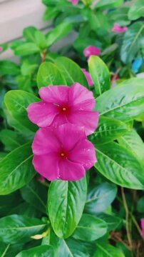 Two vibrant pink periwinkle flowers gently swaying in the breeze within a lush green garden setting during the daytime