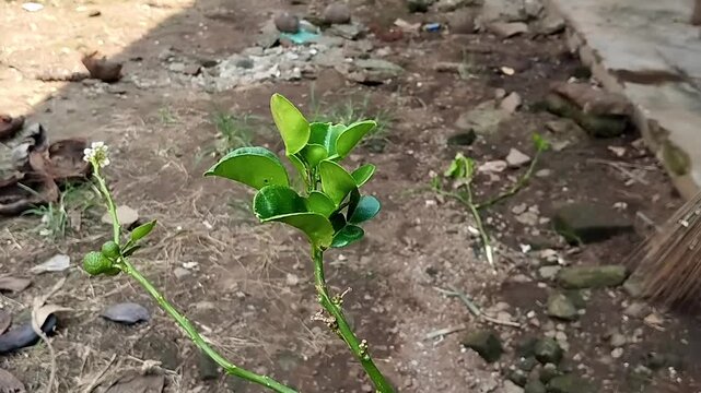 Footage shows the top of a kaffir lime plant, dominated by broad green leaves. The subject demonstrates the distinctive double leaf structure with a glossy surface in an open environment.
