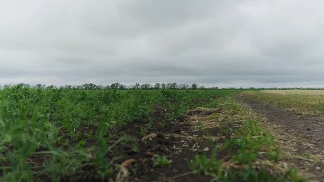 Wide shot of a flowering pea field under a cloudy sky. Agricultural landscape with green crops extending to the horizon. Natural weeds visible within the plantation.
