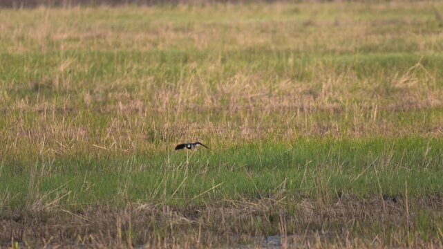 Northern lapwing flies over lake catching insects in flight with crest visible recorded in slow motion during early morning light