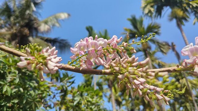 Closeup view of Gliricidia sepium flowers showing delicate petals and soft natural bloom