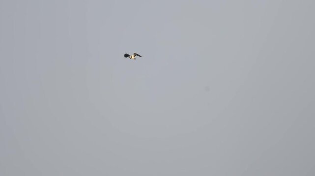 Several lapwings flying together above lake catching insects in slow motion with detailed view of plumage and crest