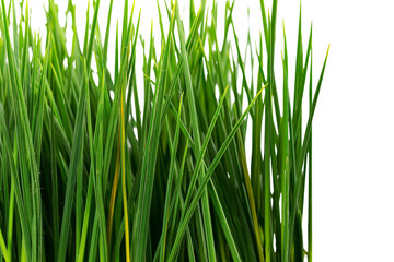 Fototapeta premium Lush green blades of fresh grass, isolated on transparent background