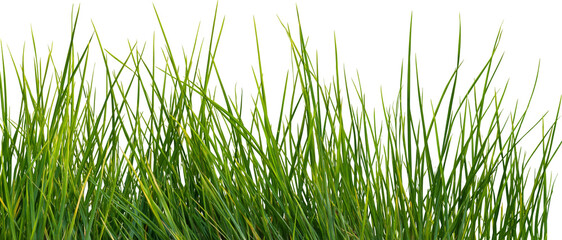 Lush green grass blades detailed texture, isolated on transparent background © Emilia