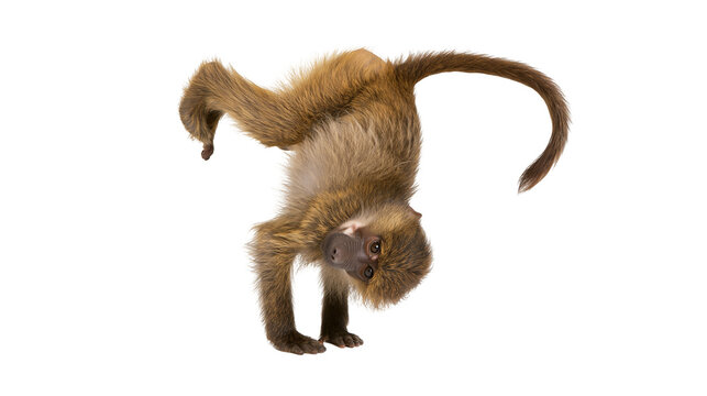 Young baboon balancing upside down, isolated on transparent background