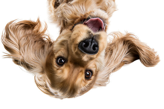 Golden cocker spaniel dog with floppy ears and pink tongue, isolated on transparent background