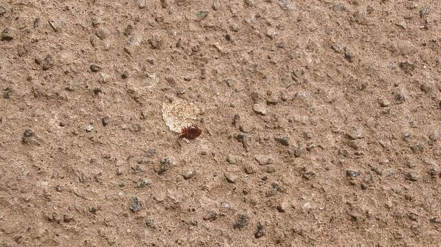 Closeup view of bed bug walking on ground surface showing insect detail and movement