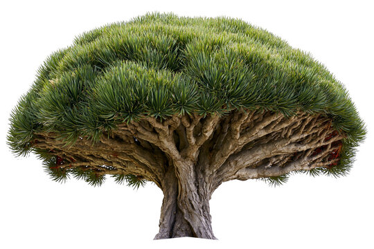 Dracaena draco dragon tree with dense green foliage, isolated on transparent background